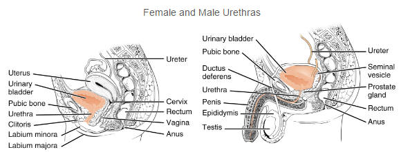男性と女性の膀胱と尿道
