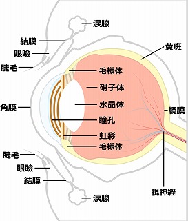 眼球の解剖図